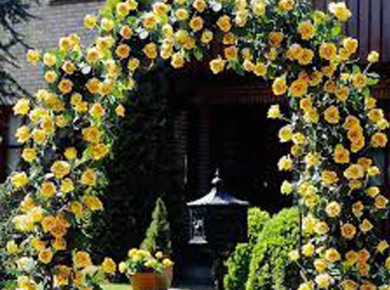 Жовті виткі троянди або королівська прикраса для дачі