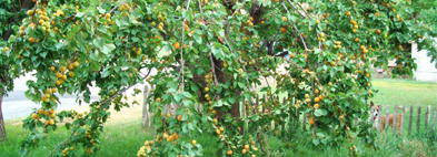 Ананасові абрикоси вважаються одними з найбільш популярних у садівників