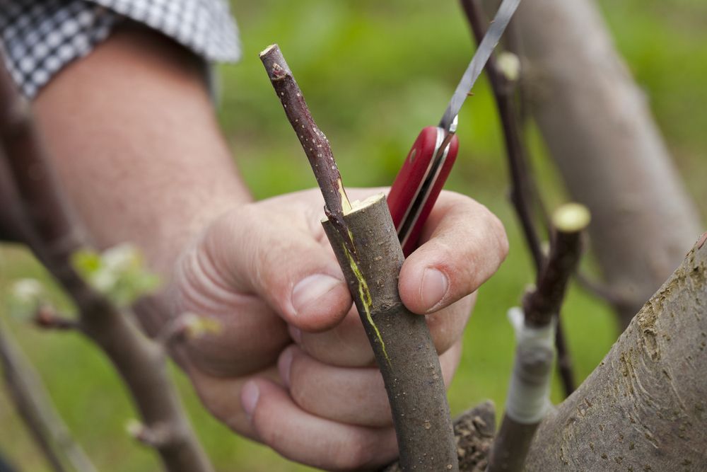 Щеплення плодового дерева як спосіб урізноманітнити врожай