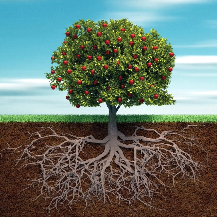 Корневая система дерева может расти как вглубь земли, так и параллельно ее поверхности